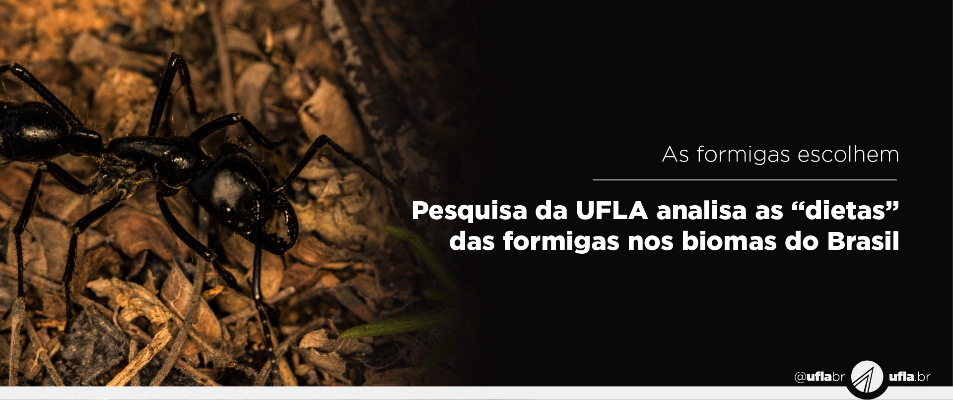 Pesquisa da UFLA analisa as dietas das formigas nos biomas do Brasil