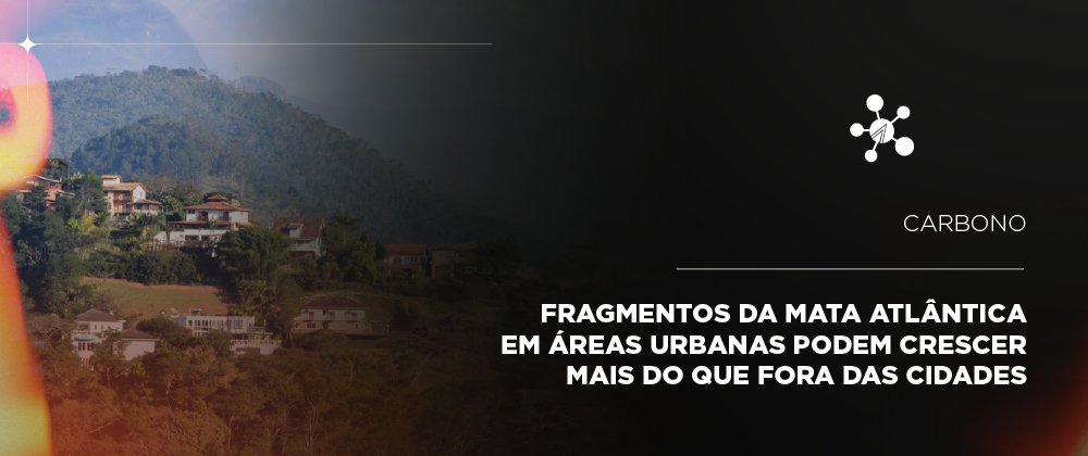 Mata Atlântica em áreas urbanas têm maior crescimento e acúmulo de carbono, aponta estudo
