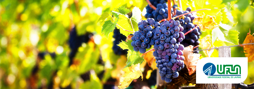 Viticultura e Enologia