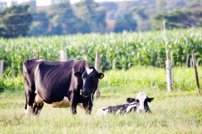Vaca leiteira no pasto