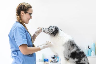 veterinária e cão