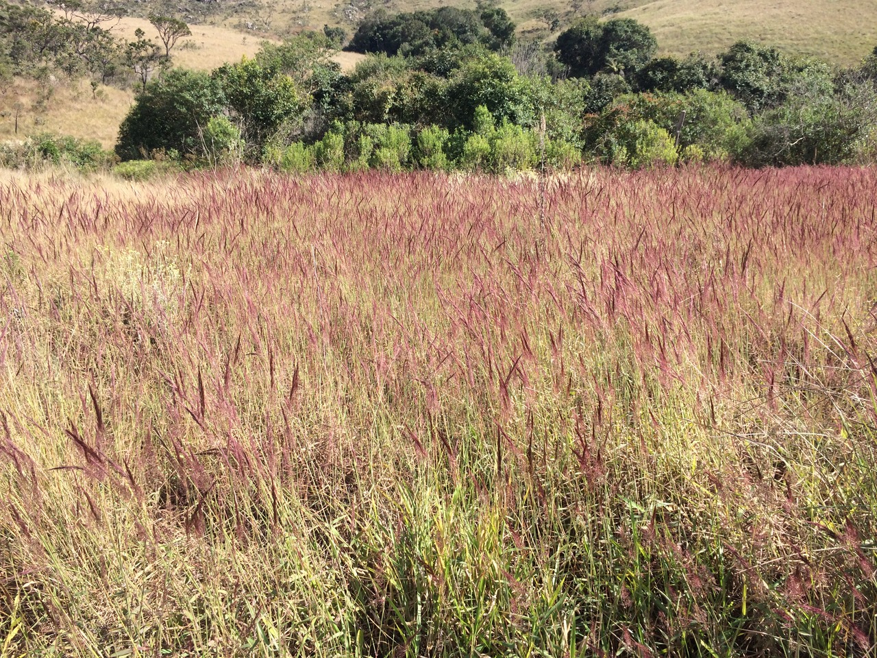 Invasão de capim-gordura (Melinis minutiflora) no Parque Nacional da Serra da Canastra