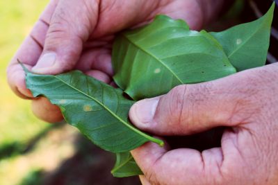 pesquisador segura folha de café com ferrugem 