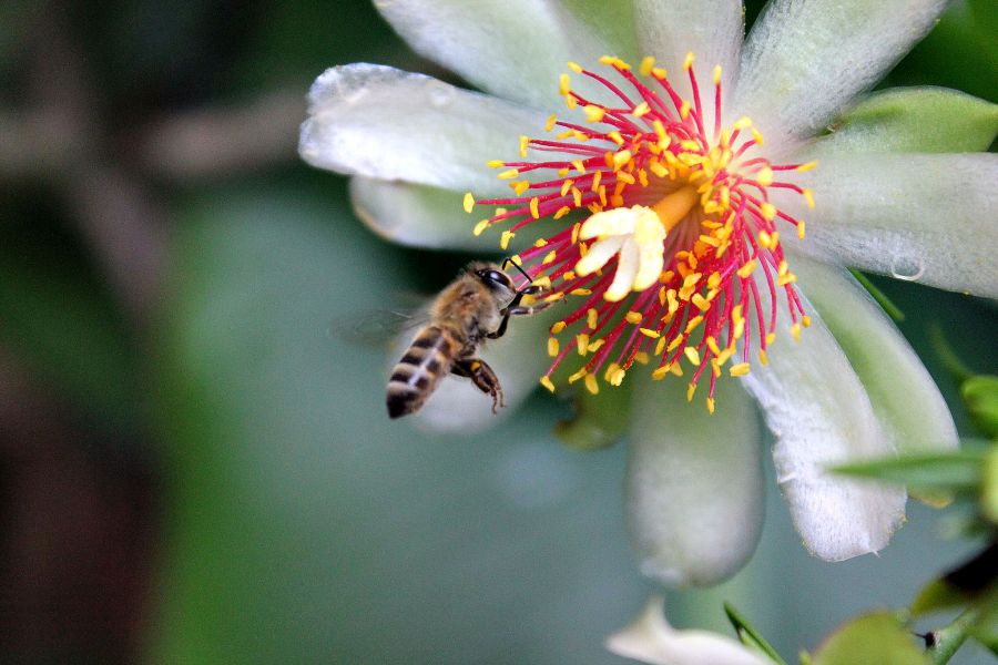 abelha pousando em flor