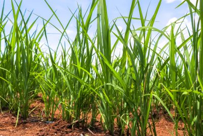 plantação de arroz em campo experimental da UFLA
