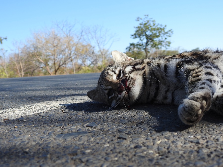 gato do mato atropelado em rodovia