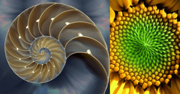 natureza fibonacci