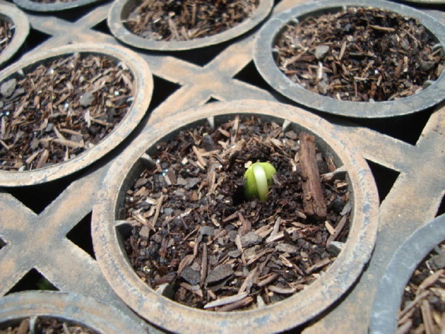 semente germinando