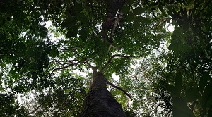 àrvore em floresta subtropical