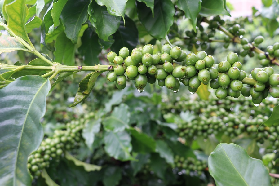 Café especial: Pesquisa inovadora desenvolve técnica que utiliza frutos verdes na produção de cafés especiais