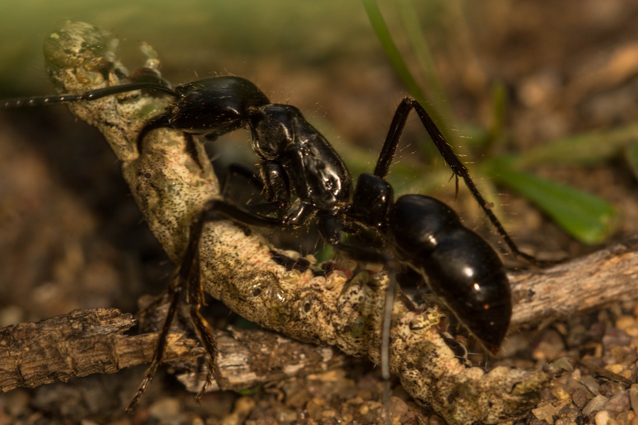 Pesquisadores da UFLA analisam as “dietas” das formigas nos biomas do Brasil