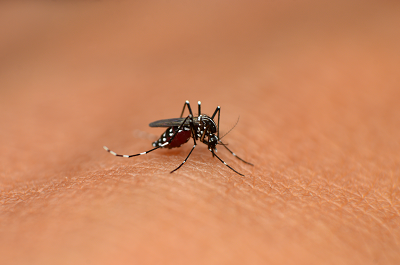 Dengue: Frequência UFLA entrevista docentes do curso de Medicina