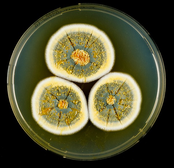 Gentileza solicitar descri&ccedil;&atilde;o da imagem