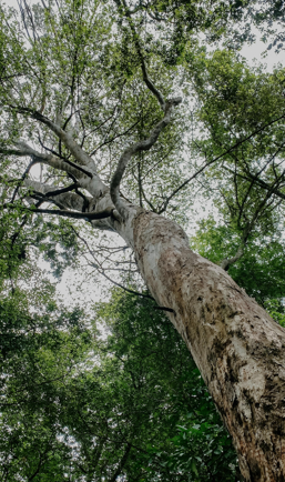 Gentileza solicitar descri&ccedil;&atilde;o da imagem