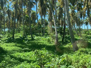 UFLA participa de cooperação humanitária no Haiti para implantar cultura do coco anão verde