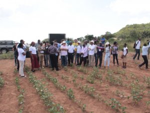Equipe da UFLA realiza ações do projeto Cotton Victoria em países africanos