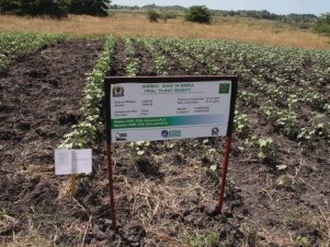 Equipe da UFLA realiza ações do projeto Cotton Victoria em países africanos